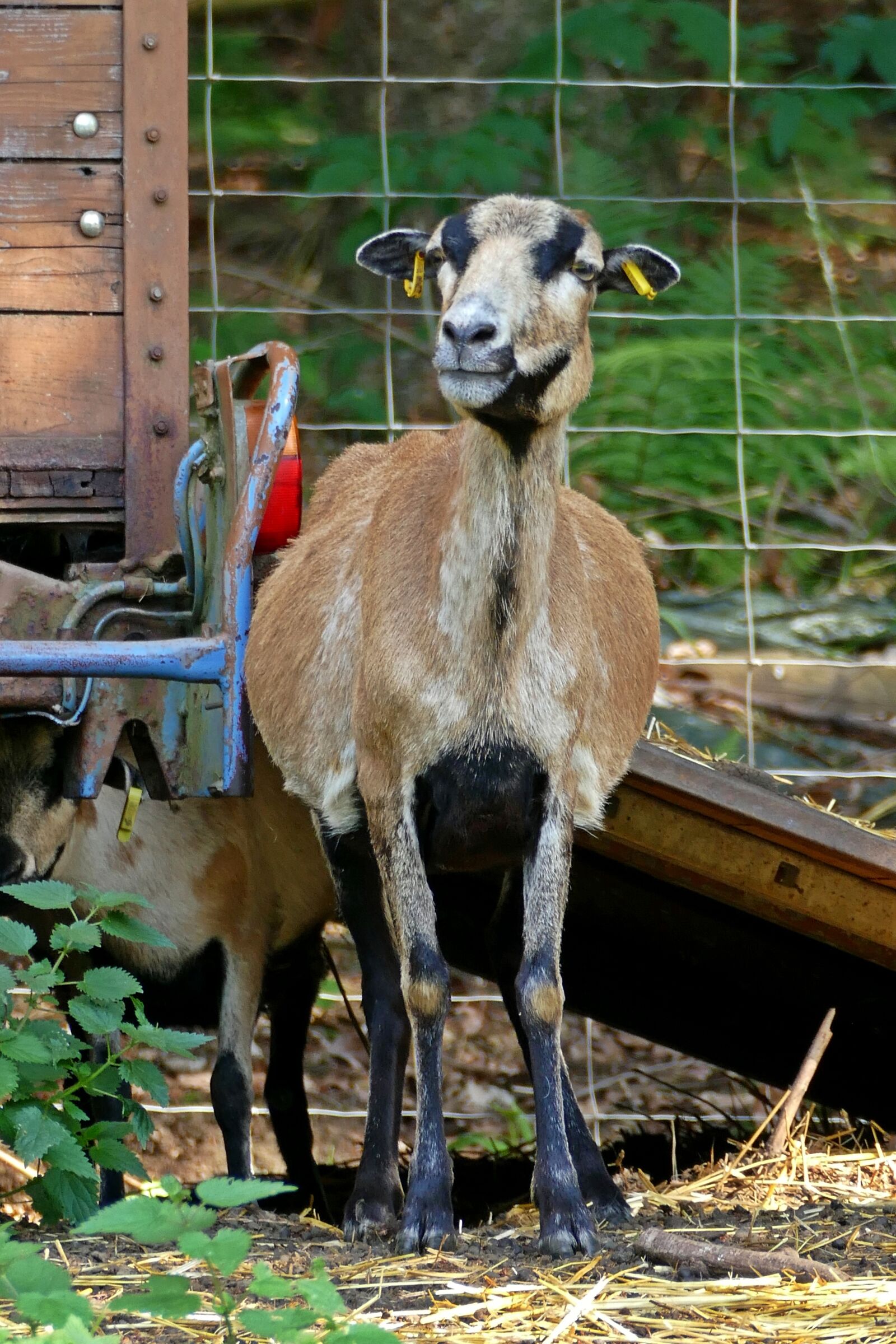 Panasonic Lumix DMC-FZ1000 sample photo. Sheep, fence, mammal photography