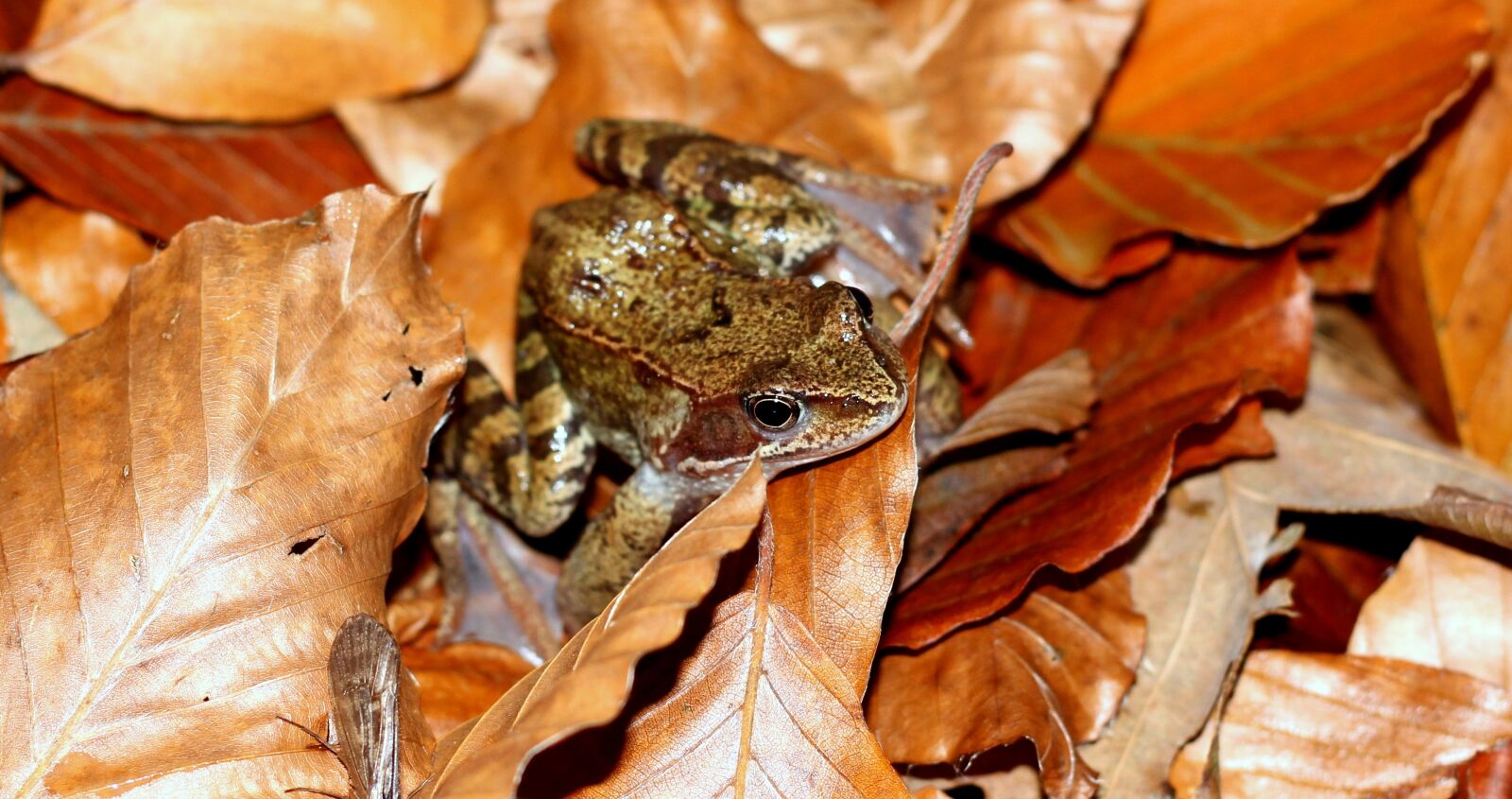 Canon EOS 60D + Canon EF 50mm F1.8 II sample photo. The frog, toad las photography