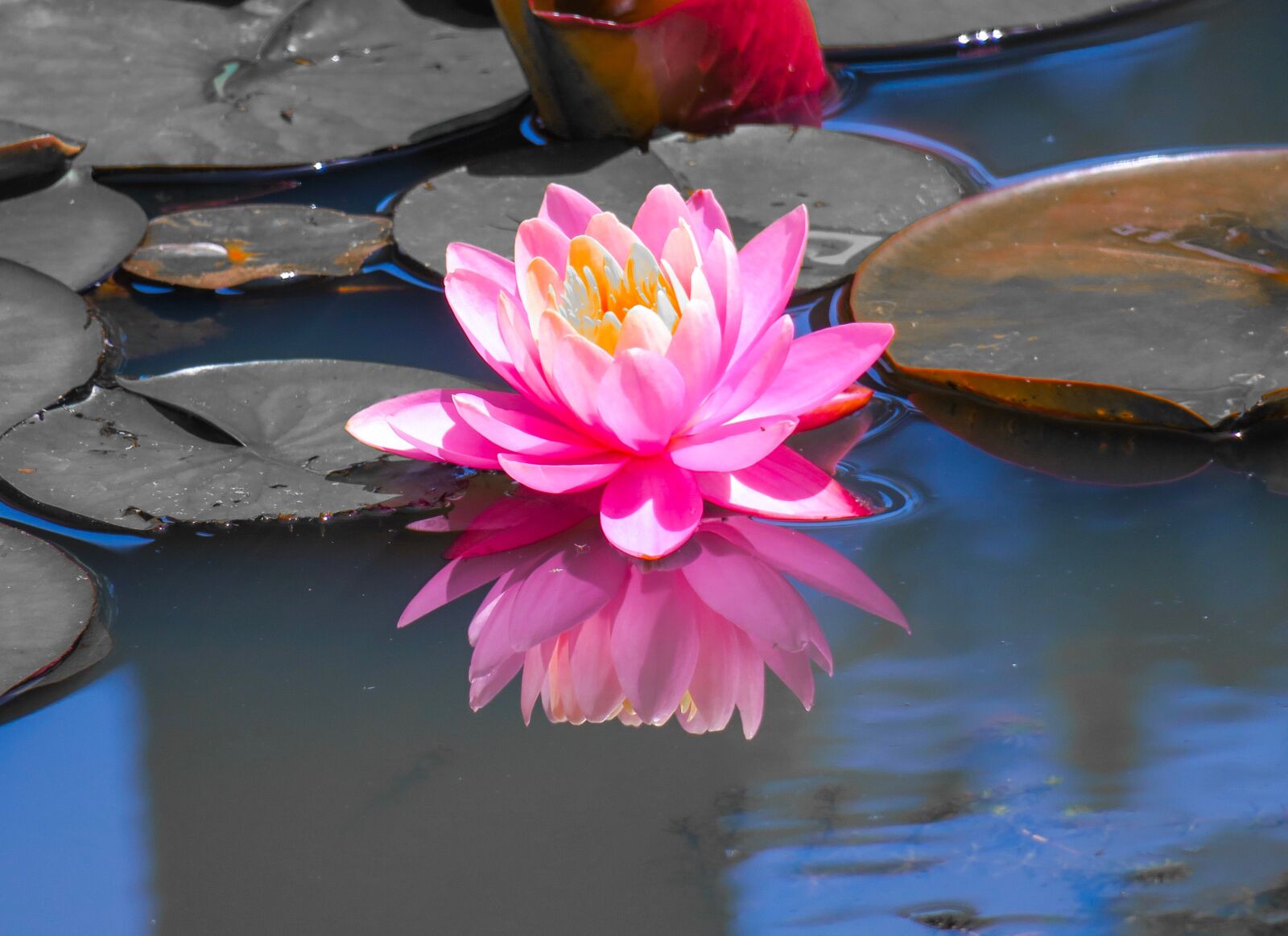Canon PowerShot G3 X sample photo. Dutch, lotus, lotus leaf photography