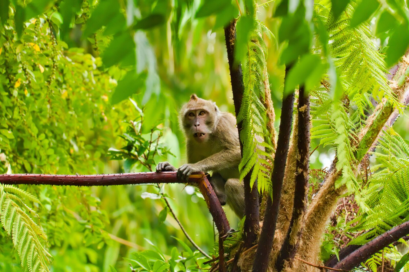 Canon EOS 7D + Canon EF-S 55-250mm F4-5.6 IS STM sample photo. Monkey, nature, ape photography