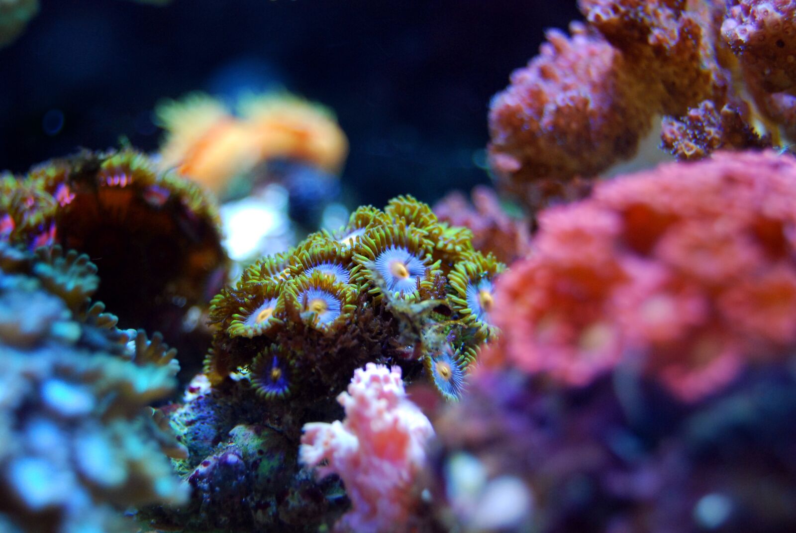 Nikon D40X sample photo. Coral, reef, sea photography