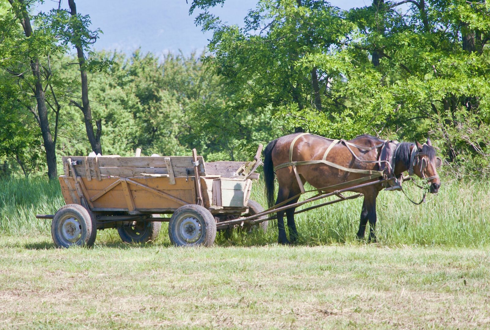 Sony a6500 sample photo. Wagon, cart, traditional photography