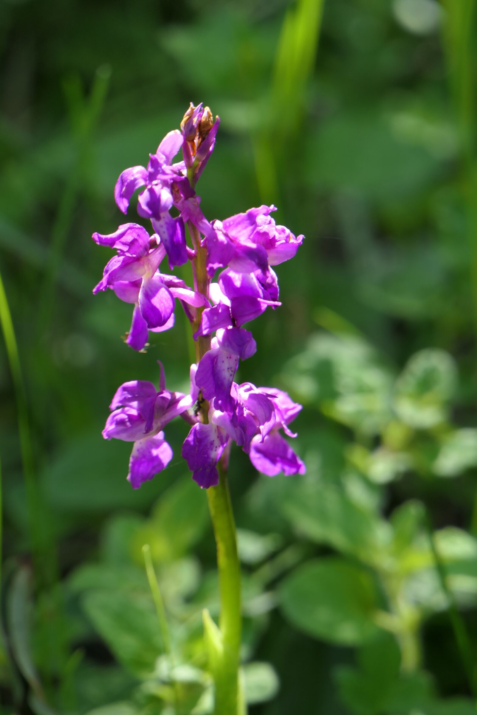 Panasonic Lumix DMC-FZ2500 (Lumix DMC-FZ2000) sample photo. Orchid, flower, nature photography