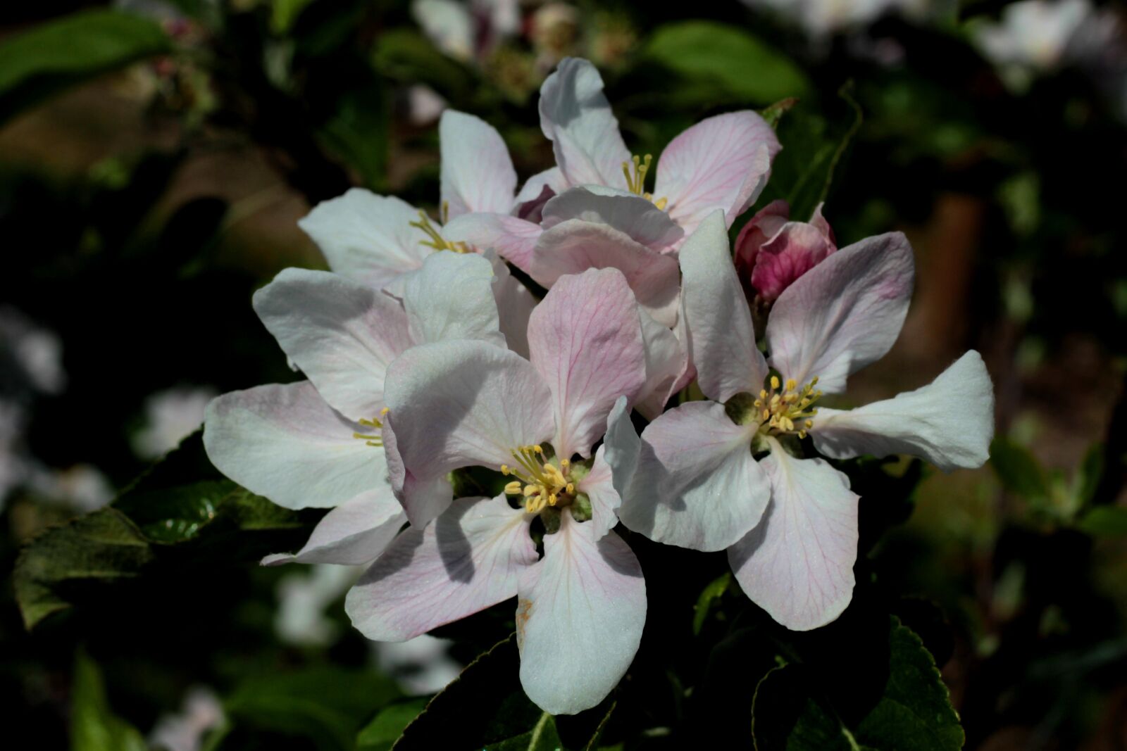 Canon EOS 600D (Rebel EOS T3i / EOS Kiss X5) + Canon EF 50mm F1.8 STM sample photo. Apple blossom, flowers, white photography