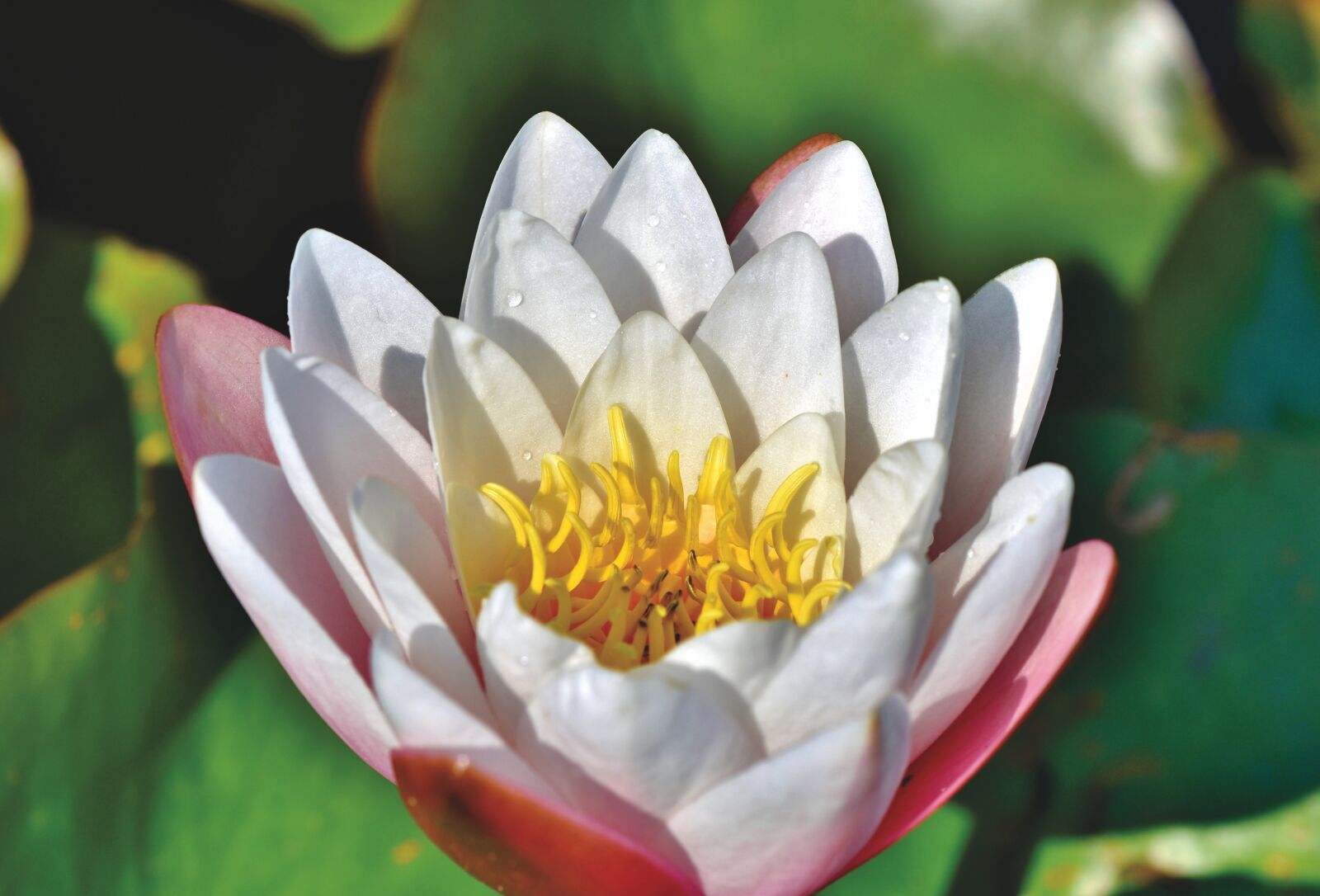 Nikon D7200 sample photo. Water lily, pond, lake photography