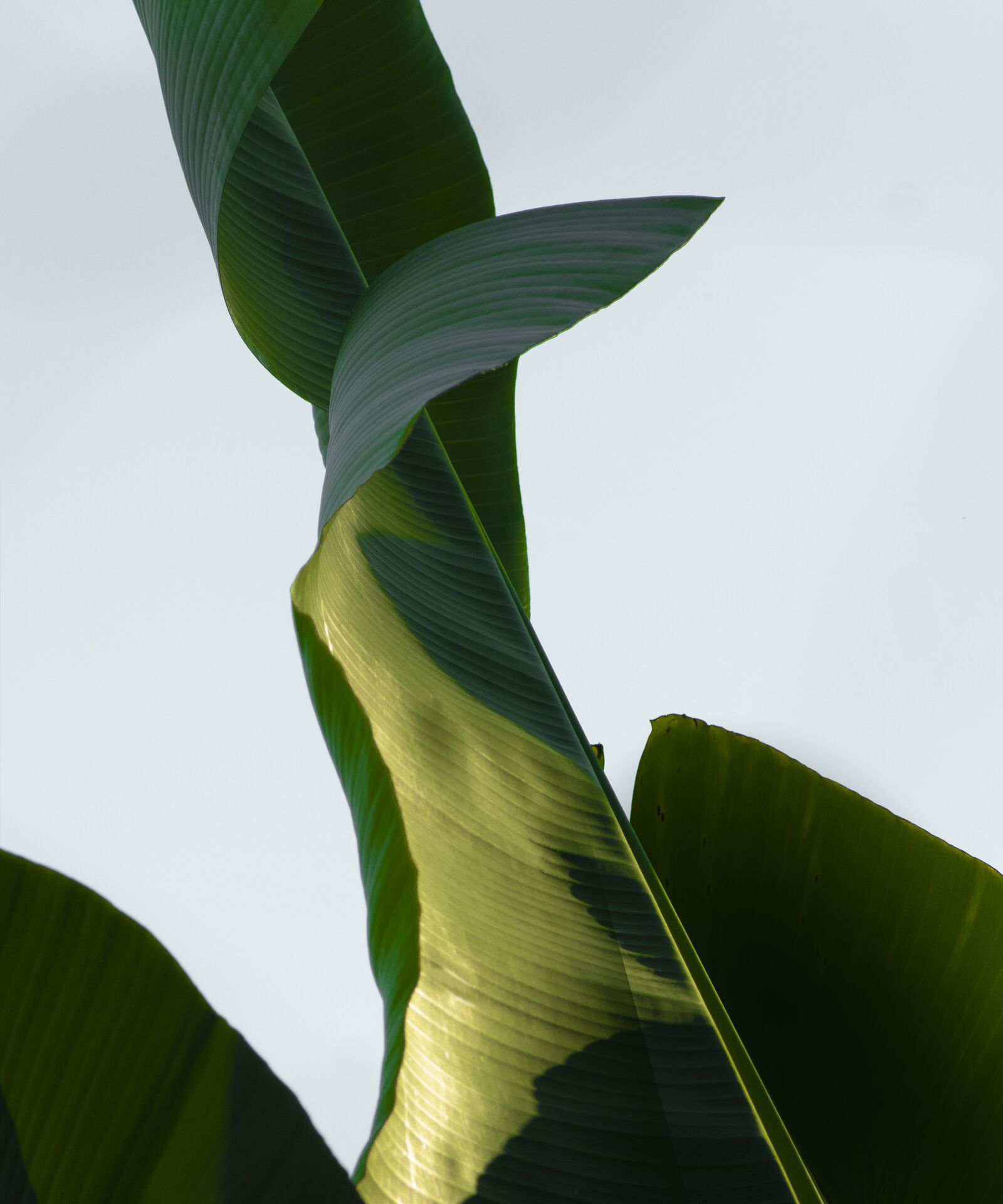 Nikon D7200 sample photo. Leave, green, leaves photography