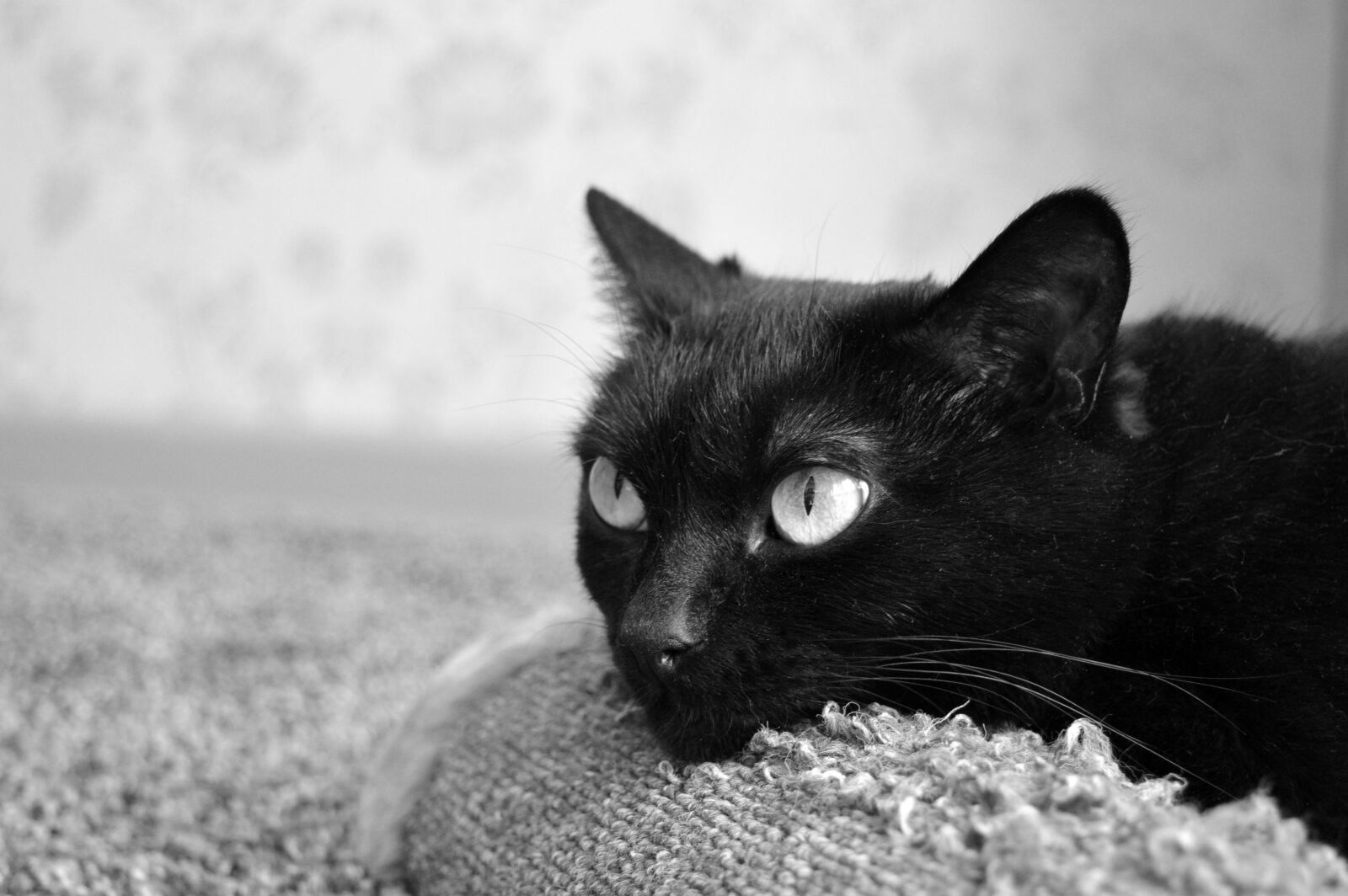 Nikon D3200 sample photo. Black cat, scratching posts photography