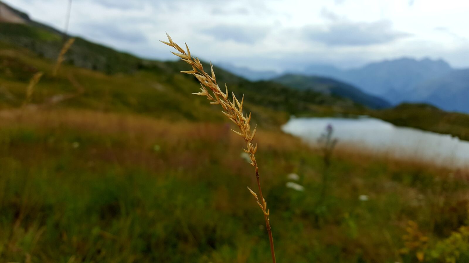 Samsung Galaxy S6 sample photo. Mountain, wheat, lake photography