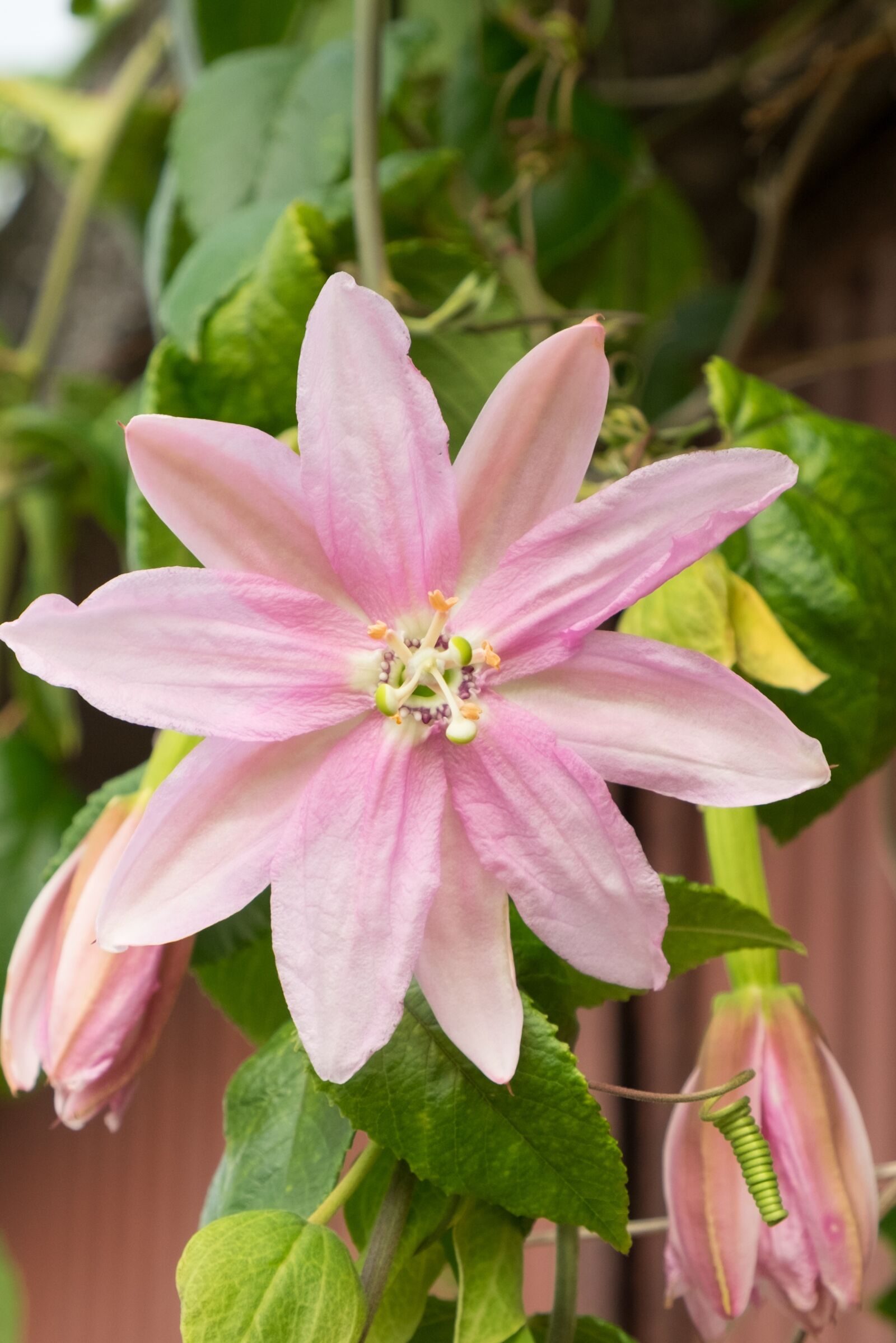 Fujifilm X-T10 sample photo. Passion, passiflora, flower photography