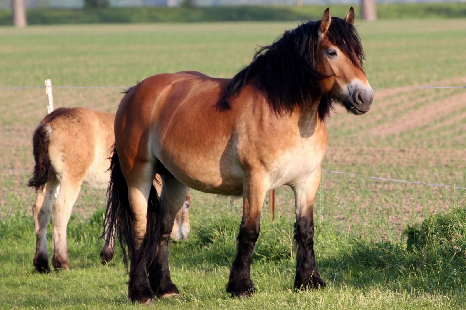 Canon EOS 1200D (EOS Rebel T5 / EOS Kiss X70 / EOS Hi) sample photo. Horse, mare, foal photography
