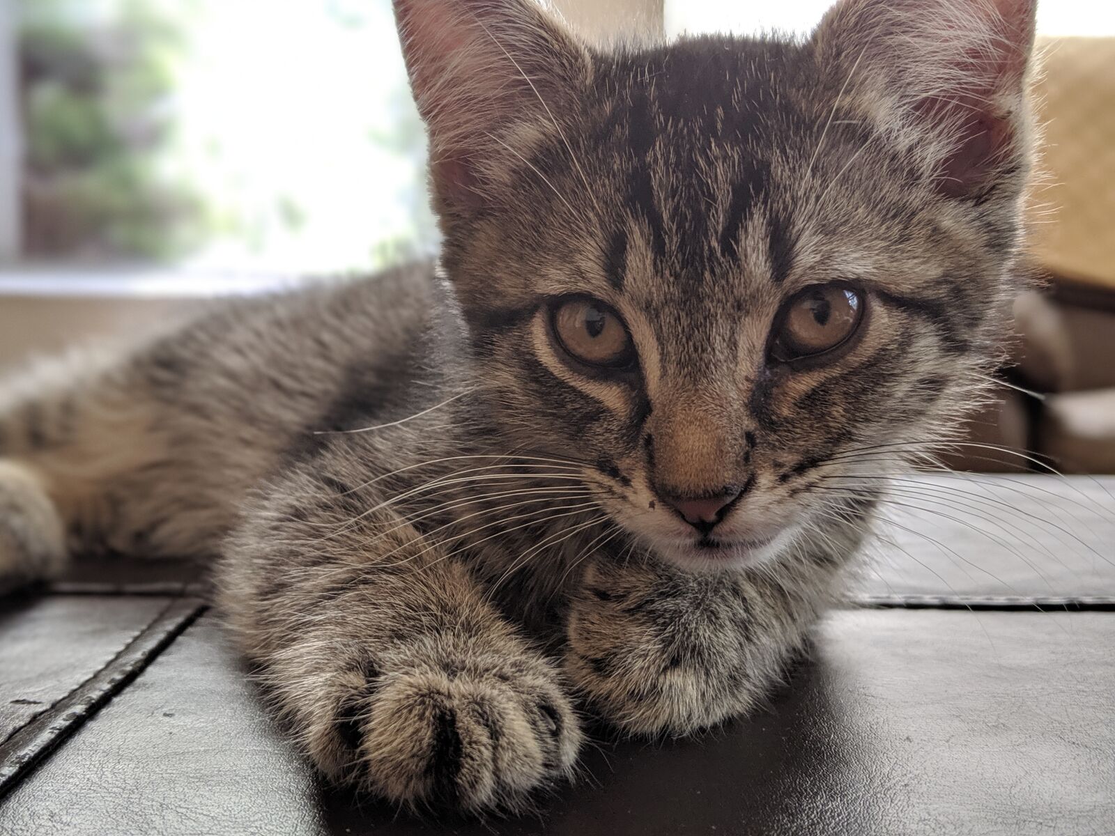 Google Pixel 3 XL sample photo. Kitten, cat, pet photography