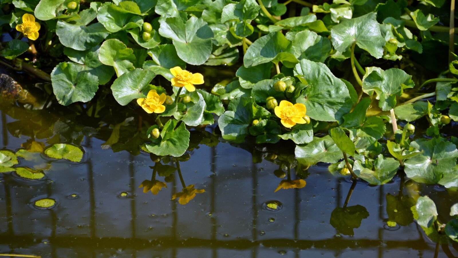 Nikon D5200 sample photo. Caltha palustris, plant, nature photography