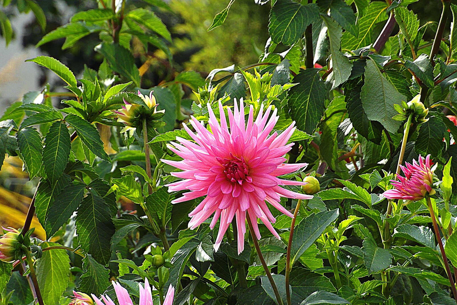 Samsung WB750 sample photo. Dalia, flower, pink photography