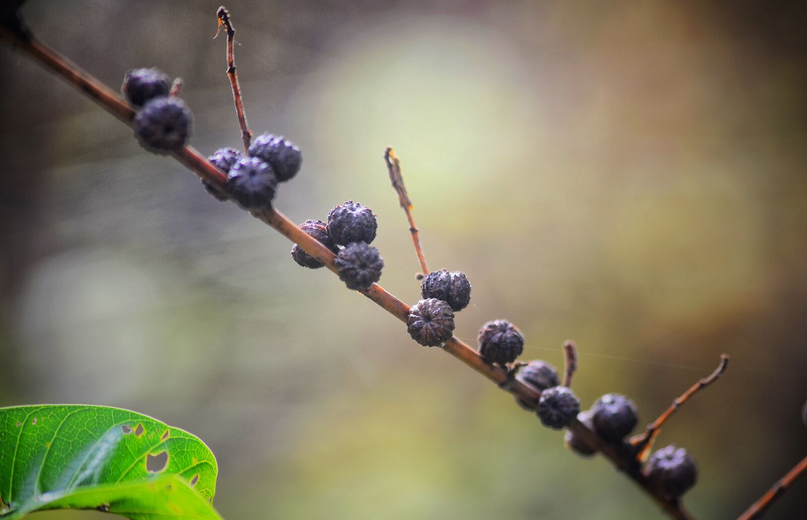 Nikon D5100 sample photo. Chokeberry, fruit, black photography