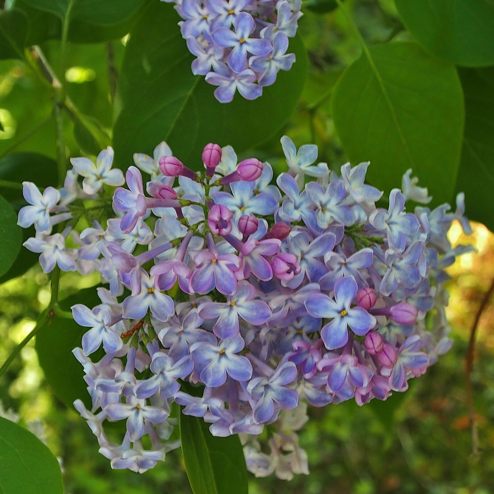 Olympus OM-D E-M5 sample photo. Lilac, flowers, lilac flower photography