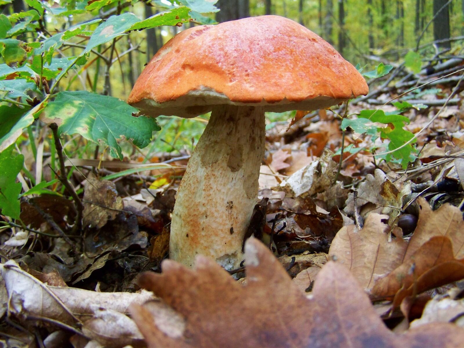 Kodak EASYSHARE ZD710 ZOOM DIGITAL CAMERA sample photo. Mushroom, forest mushroom, nature photography