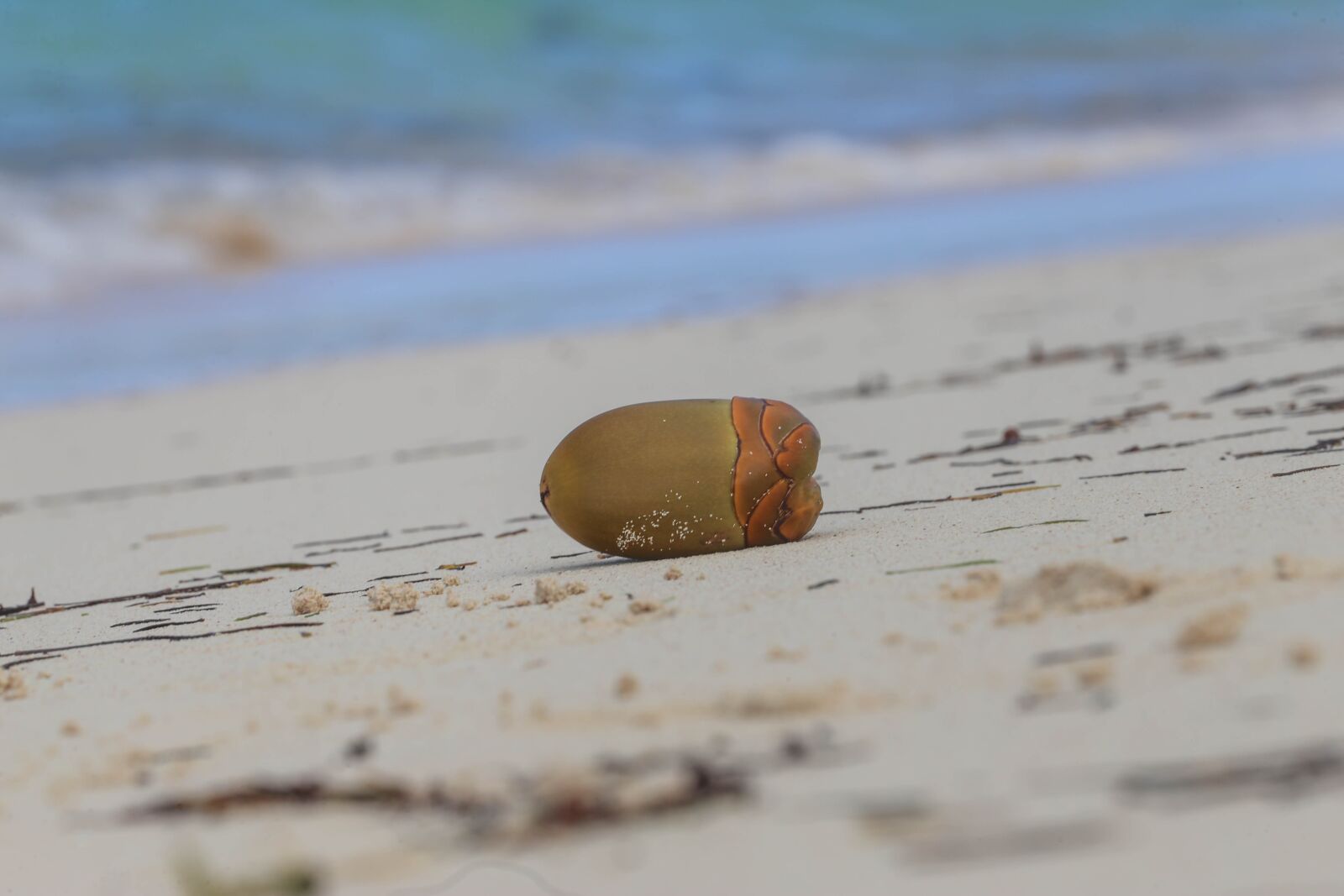 Canon EOS 6D + Canon EF 70-200mm F4L USM sample photo. Dominican republic, sargisova sea photography
