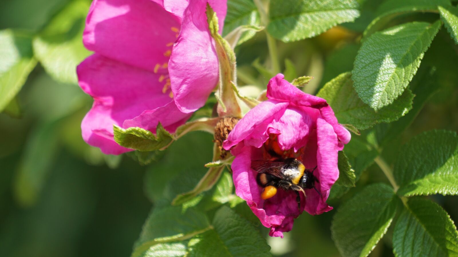 Sony E 55-210mm F4.5-6.3 OSS sample photo. Hummel, flower, insect photography