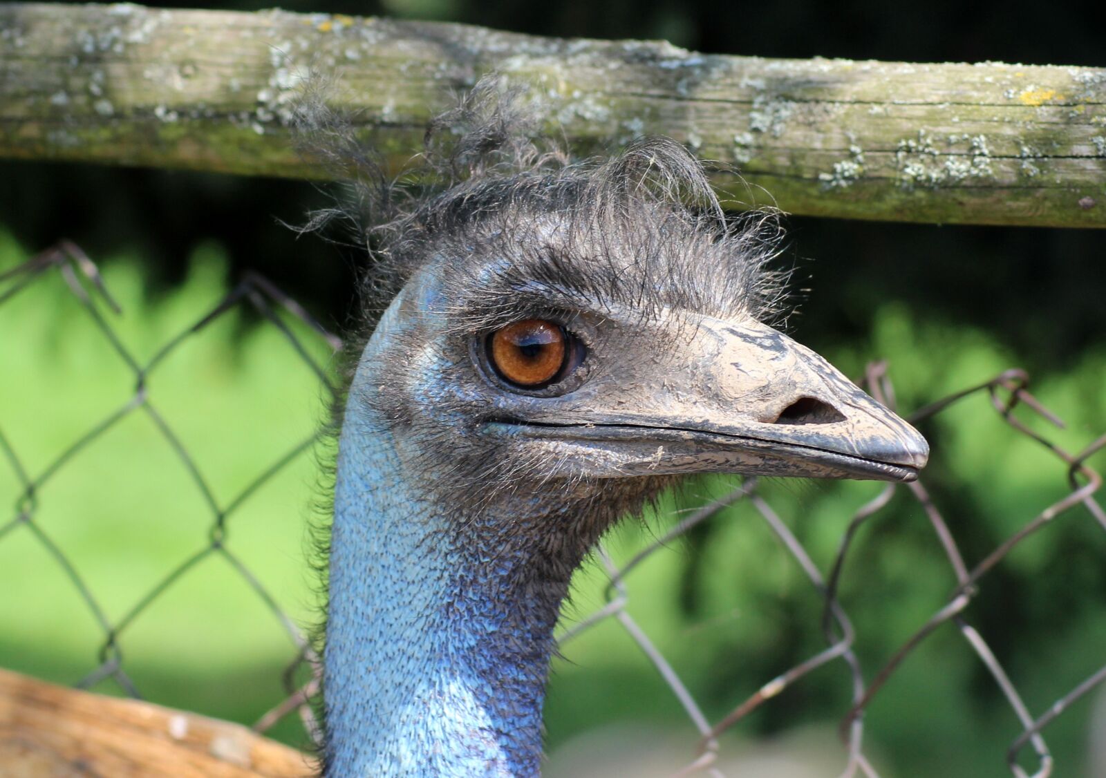 Canon EOS 1200D (EOS Rebel T5 / EOS Kiss X70 / EOS Hi) sample photo. Ostrich, head of an photography