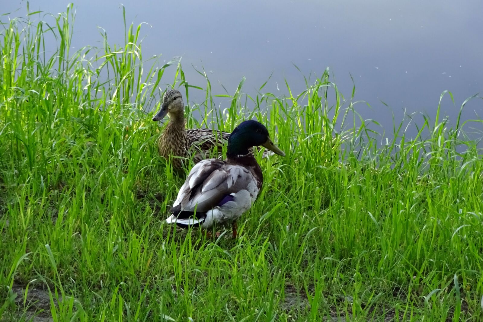 Sony Cyber-shot DSC-WX220 sample photo. Lawn, nature, birds photography