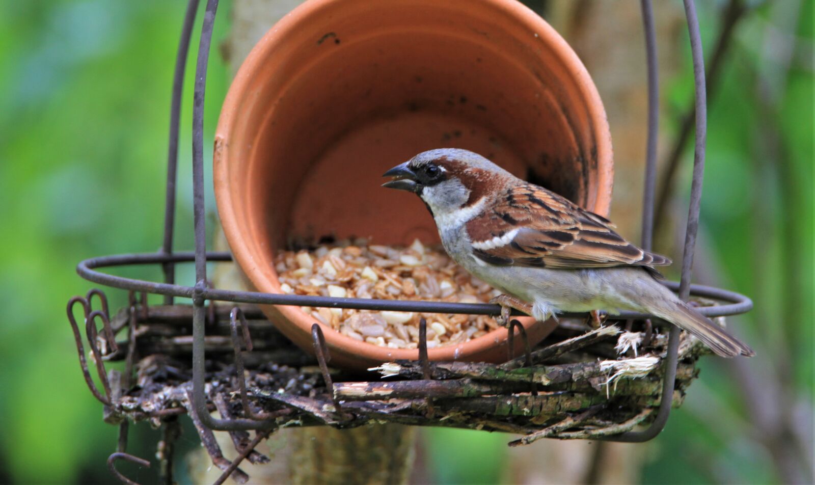 Tamron SP 150-600mm F5-6.3 Di VC USD sample photo. Sparrow, bird, songbird photography