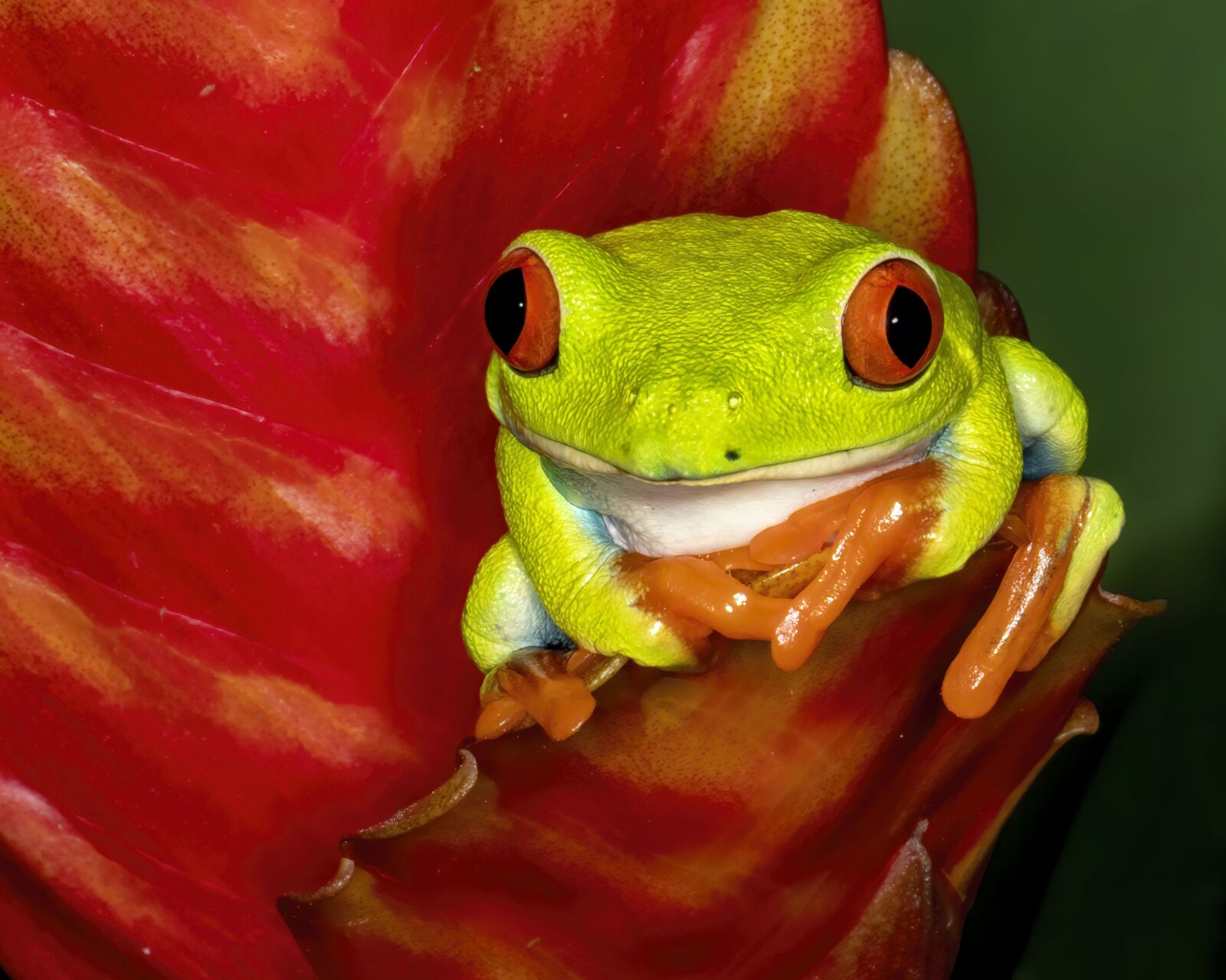 Canon EOS M5 + Canon EF 100mm F2.8L Macro IS USM sample photo. Red eye, frog, green photography