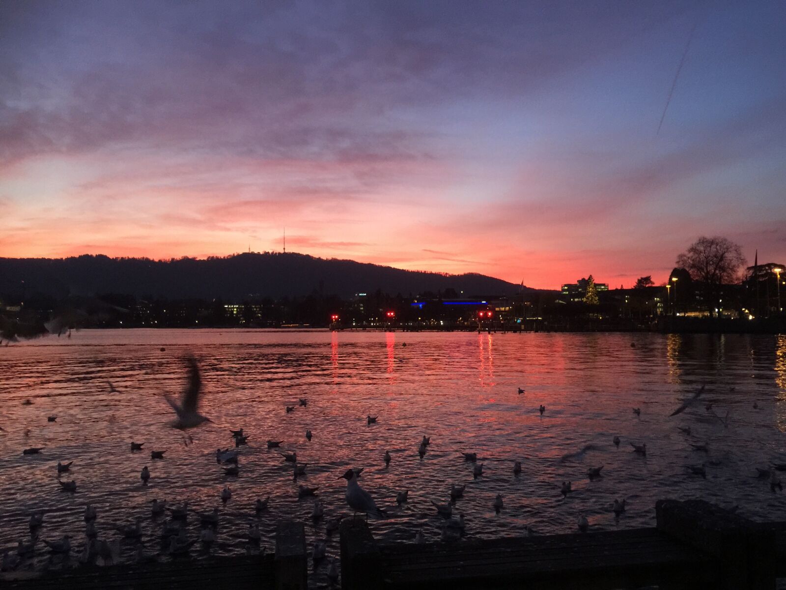 iPhone 6 Plus back camera 4.15mm f/2.2 sample photo. Germany, sunset, birds photography