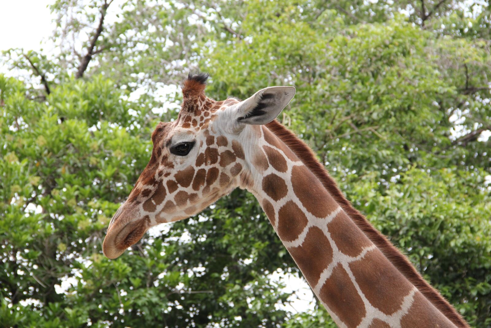 Canon EOS 550D (EOS Rebel T2i / EOS Kiss X4) sample photo. Giraffe, animal, cute photography