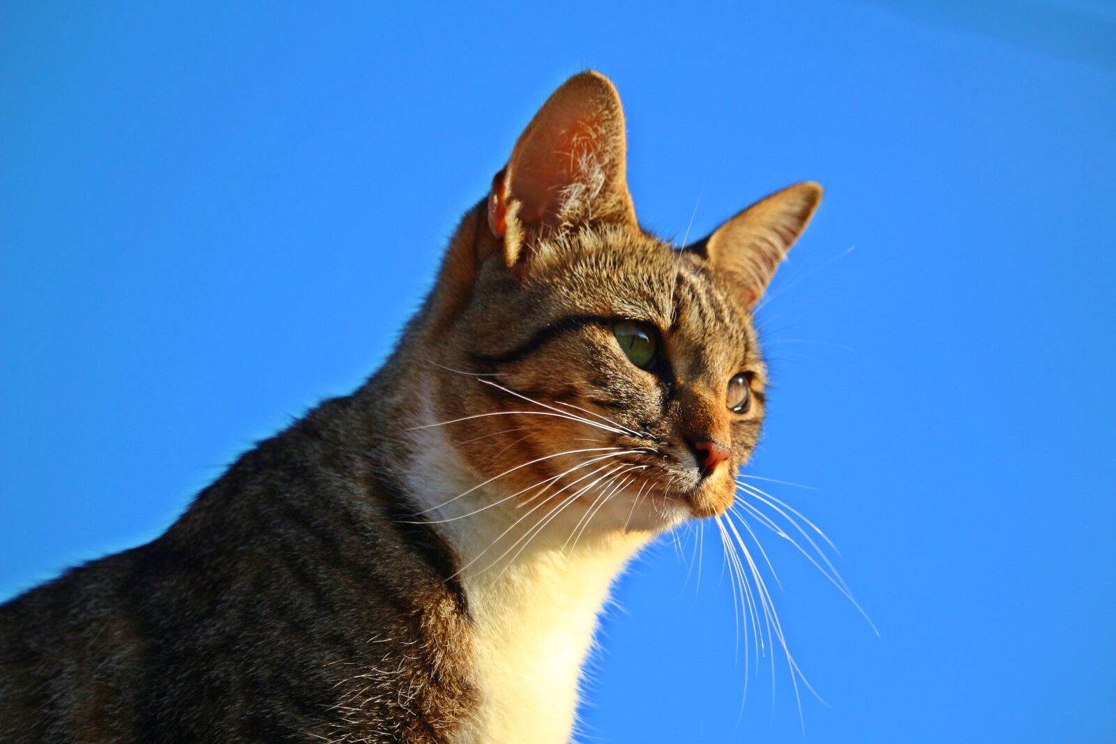 Canon EOS 100D (EOS Rebel SL1 / EOS Kiss X7) sample photo. Tiger cat, mieze, mackerel photography
