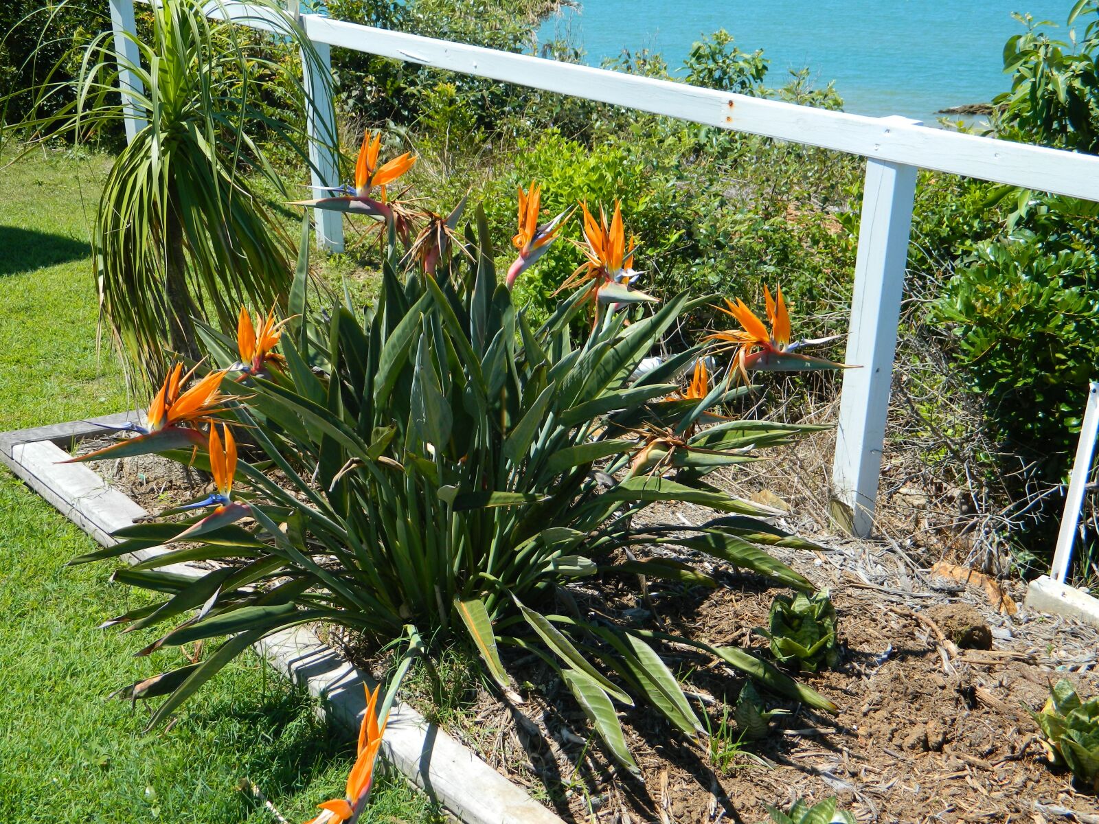 Nikon Coolpix L120 sample photo. Flower, strelitzia, orange photography