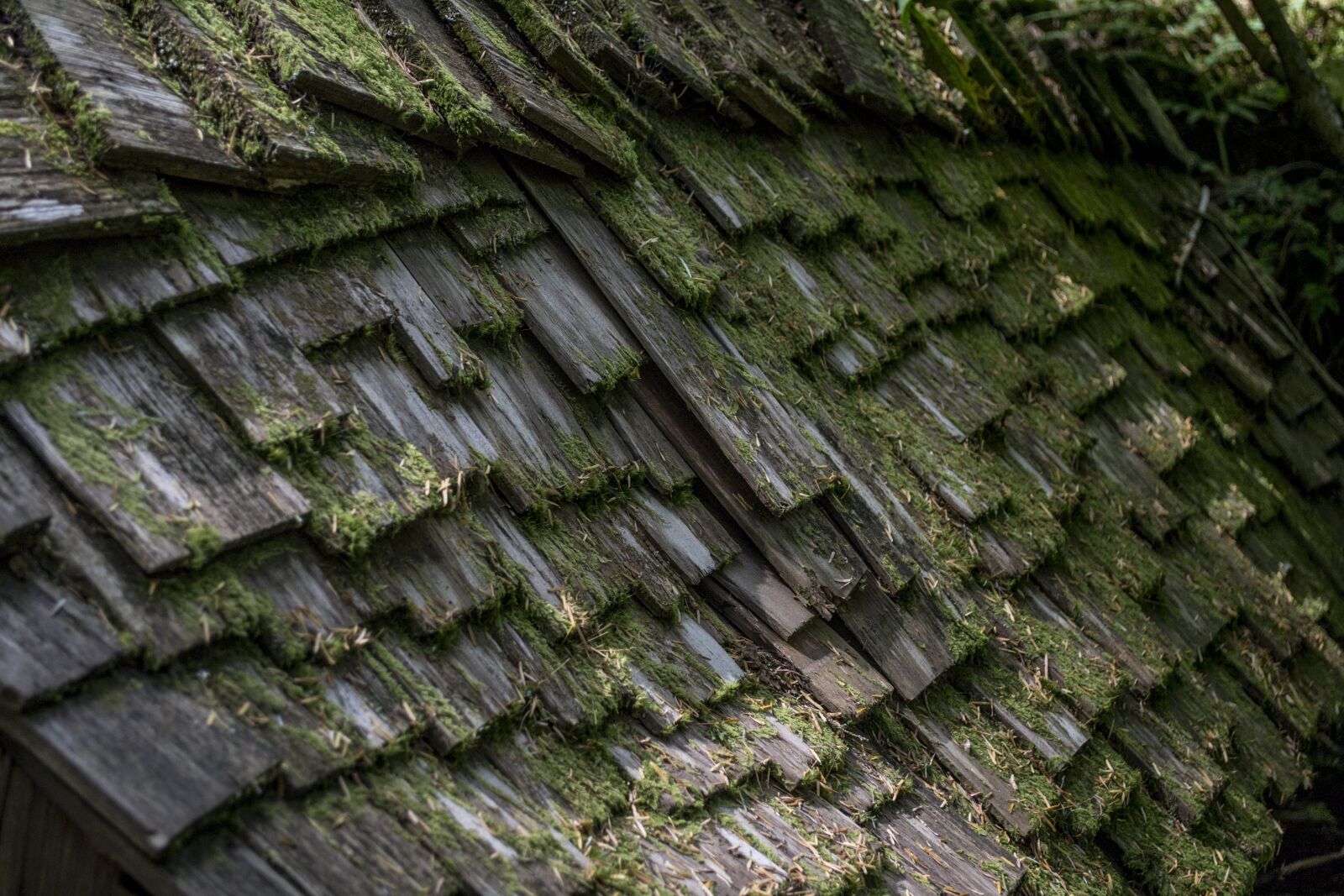 Nikon D3100 sample photo. Wood, shingle, layer photography