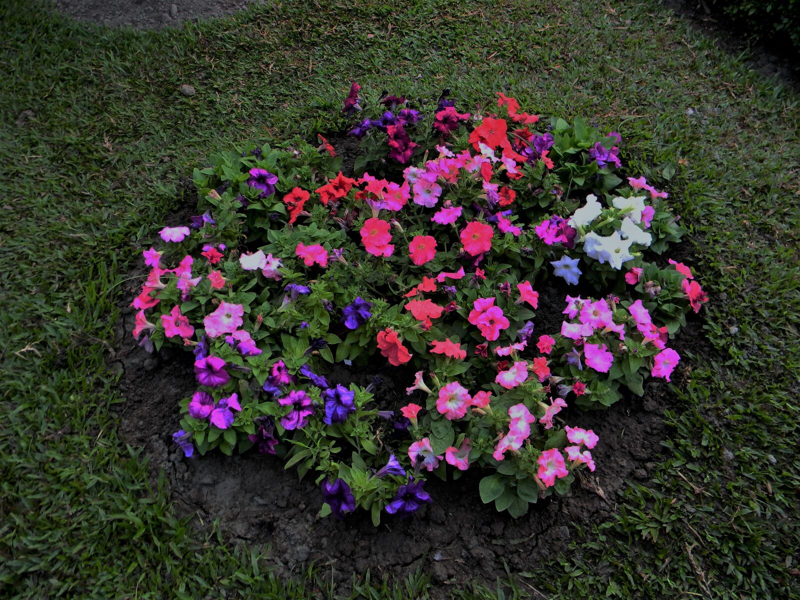 Nikon Coolpix L110 sample photo. Close, up, of, flowers photography