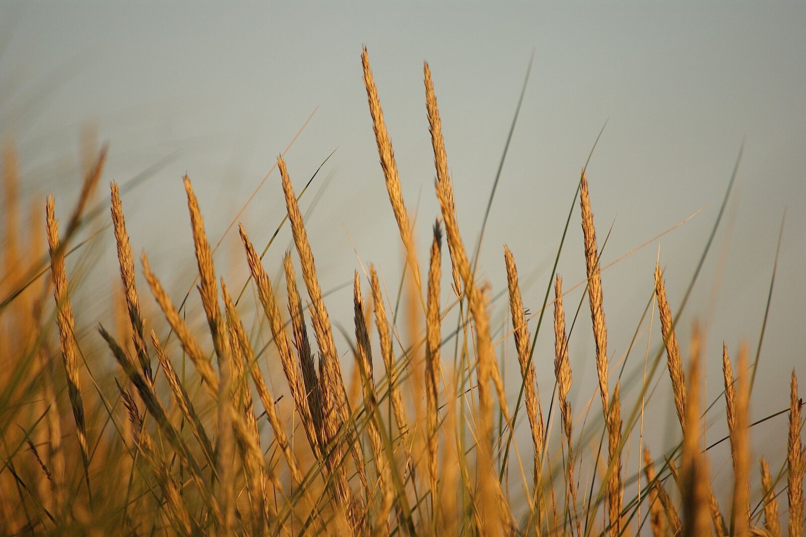 Sony Alpha DSLR-A350 sample photo. Abendstimmung, dune, beach photography