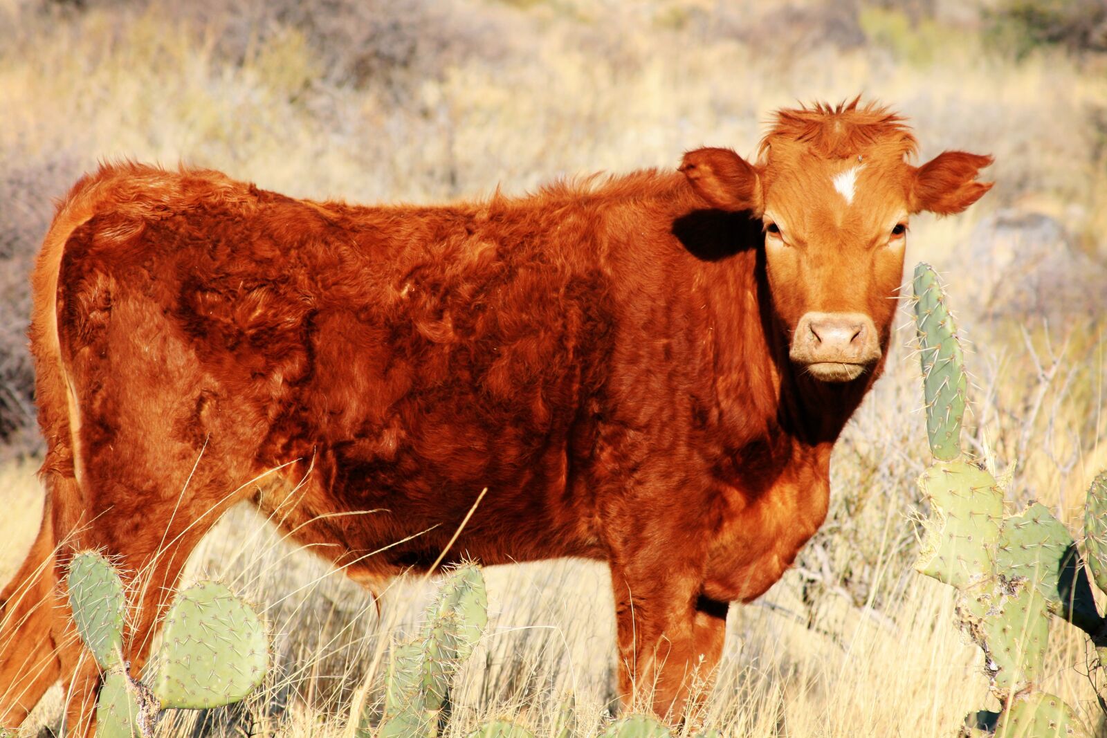 Canon EOS 400D (EOS Digital Rebel XTi / EOS Kiss Digital X) sample photo. Cow, brown, cows photography
