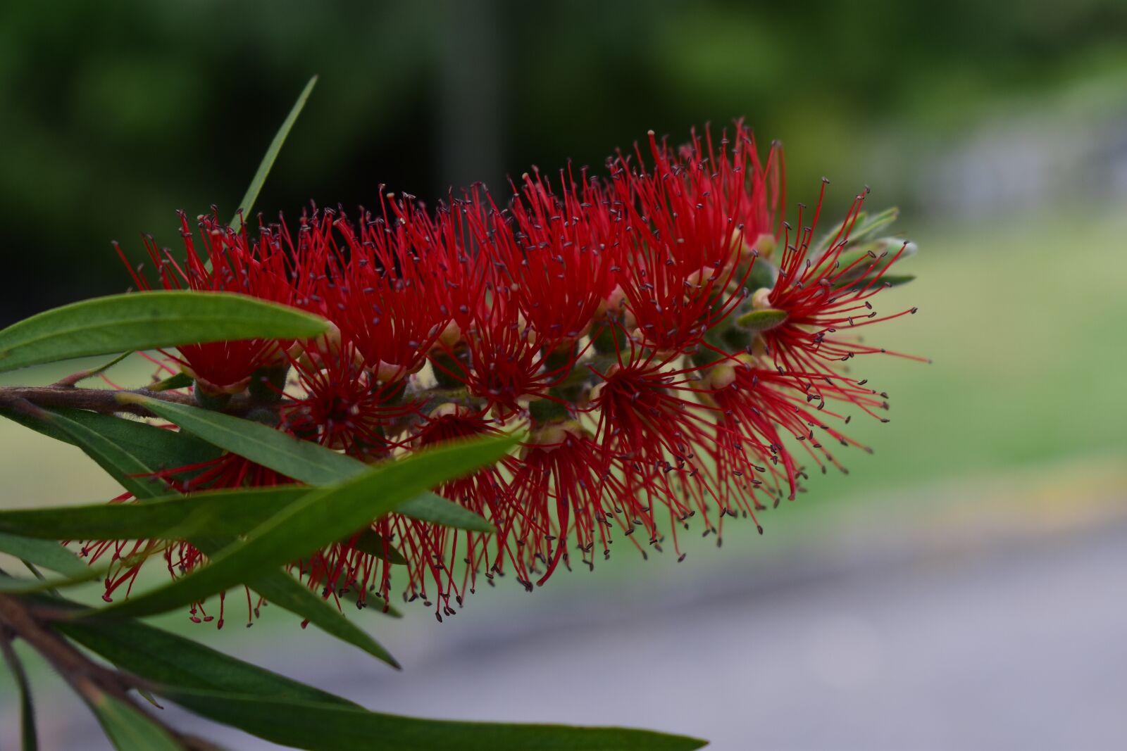 Nikon D3400 sample photo. Nature, plant, flower photography
