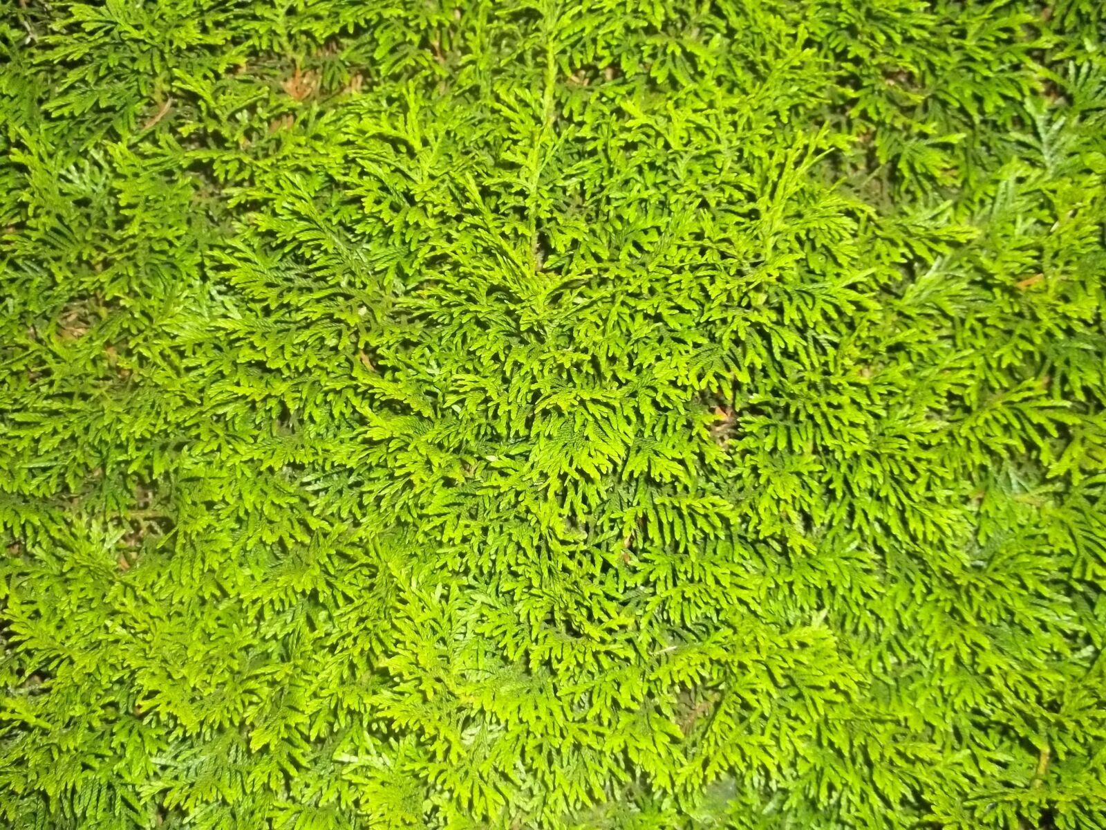 Kodak EASYSHARE C195 DIGITAL CAMERA sample photo. Hedge, green, plant photography