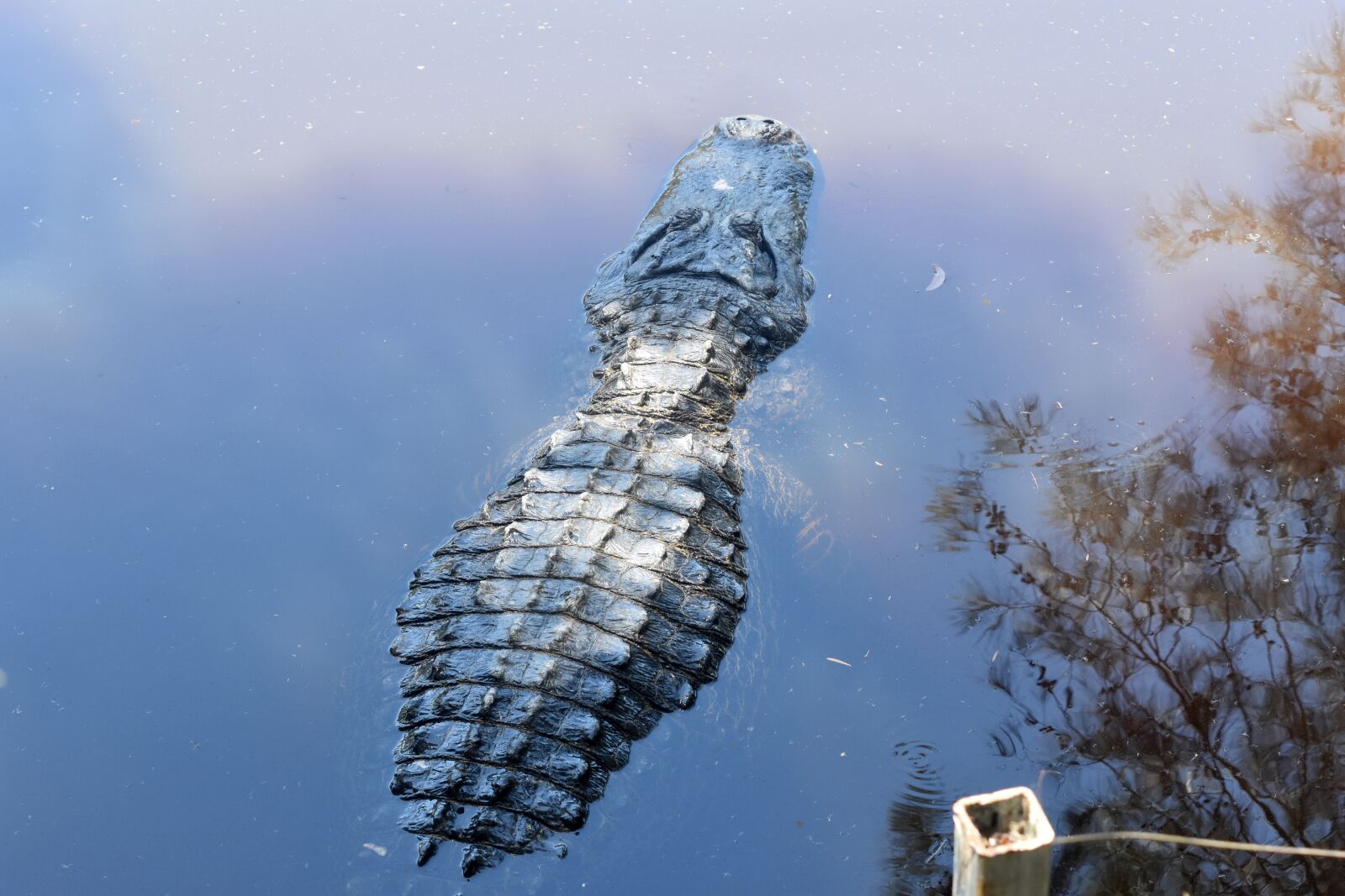 Nikon D7200 sample photo. Aligator, water, zoo photography