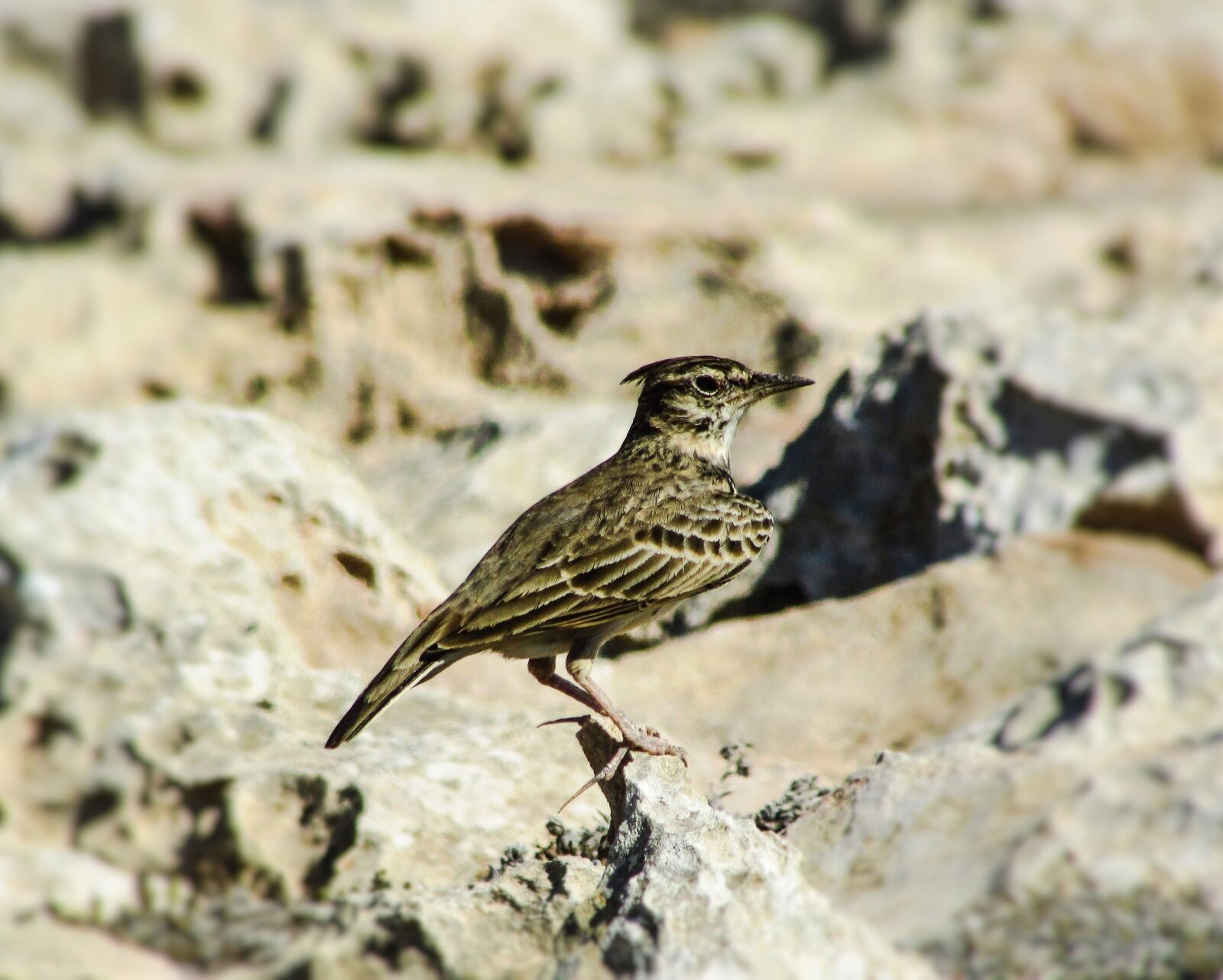 Canon PowerShot SX400 IS sample photo. Lark, bird, wildlife photography