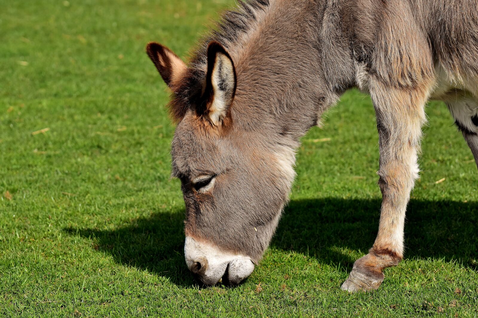Nikon D7200 sample photo. Donkey, animal, nature photography