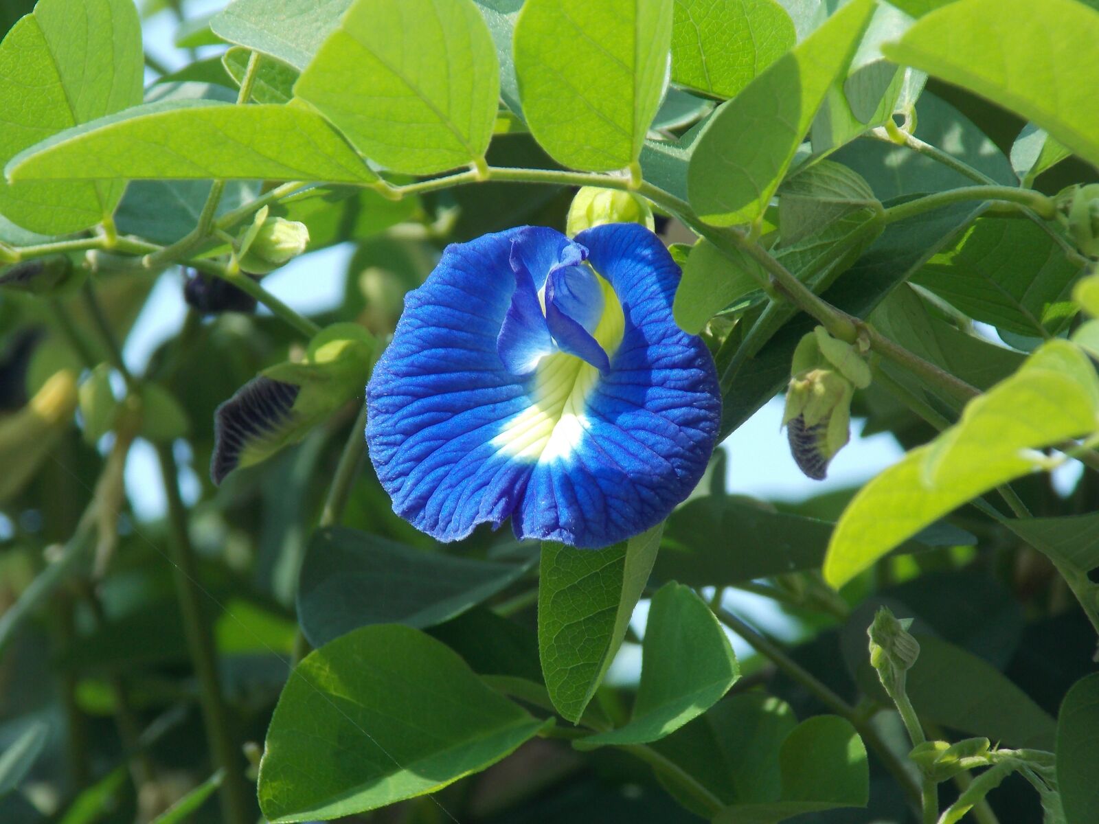 Nikon Coolpix L810 sample photo. Clitoria ternatea, asian pigeonwings photography