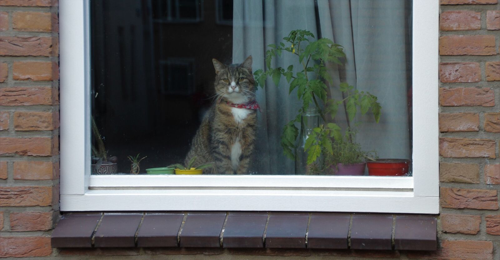Canon EOS 600D (Rebel EOS T3i / EOS Kiss X5) sample photo. Cat, window, looking photography