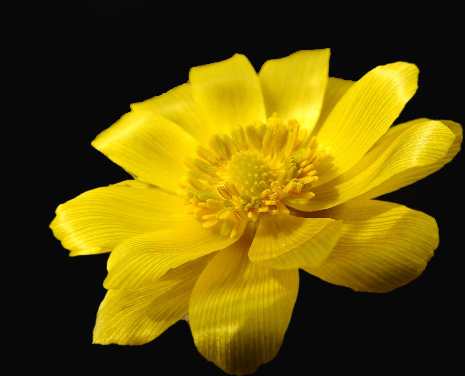 Nikon Coolpix P900 sample photo. Flower, yellow, black photography