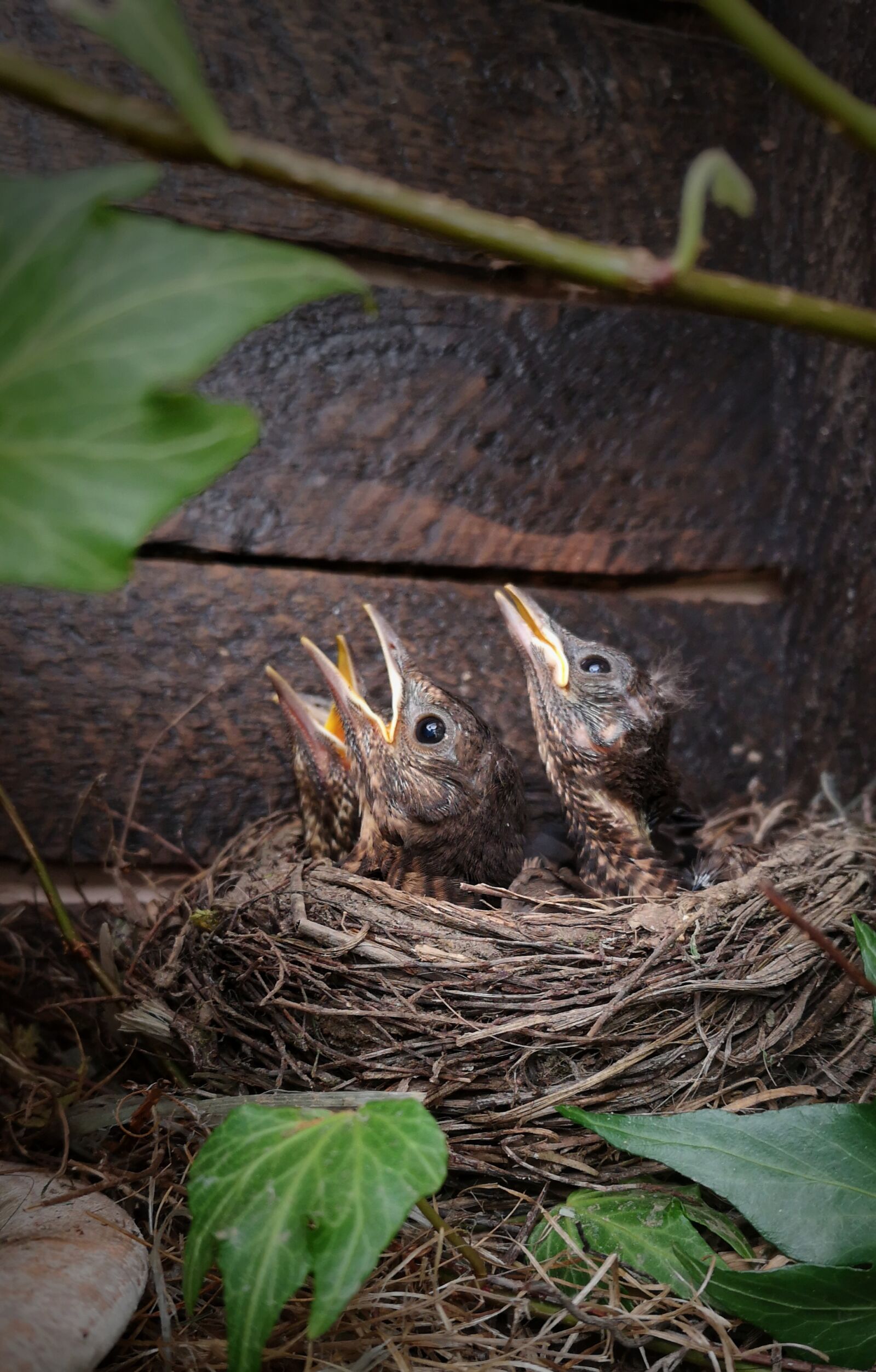 HUAWEI P20 sample photo. Nest, blackbird, blackbird chicks photography