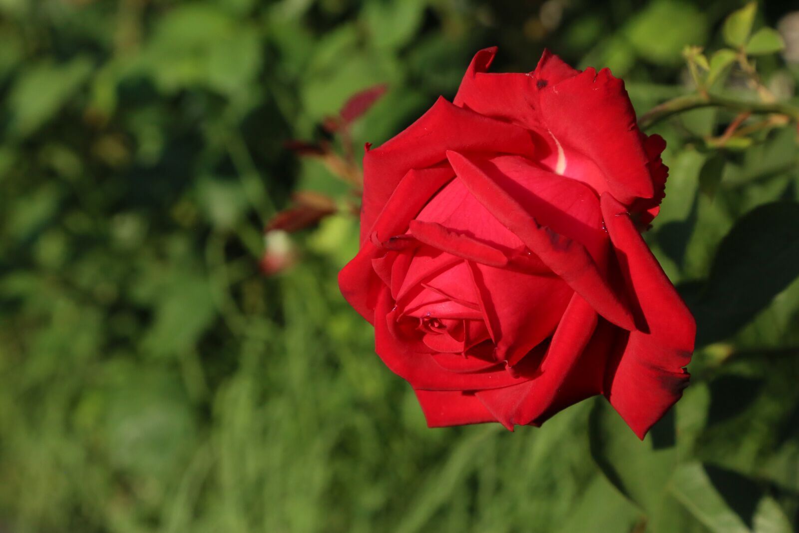 Canon EF 24-105mm F4L IS USM sample photo. Rose, spring, nature photography
