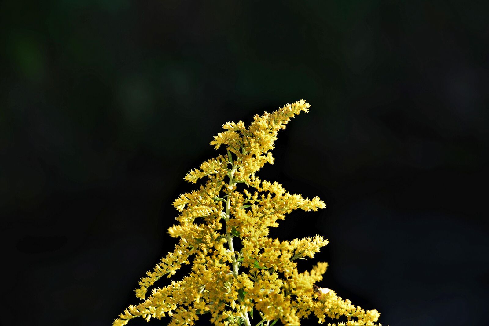 Nikon D750 sample photo. Galium, plant, yellow photography
