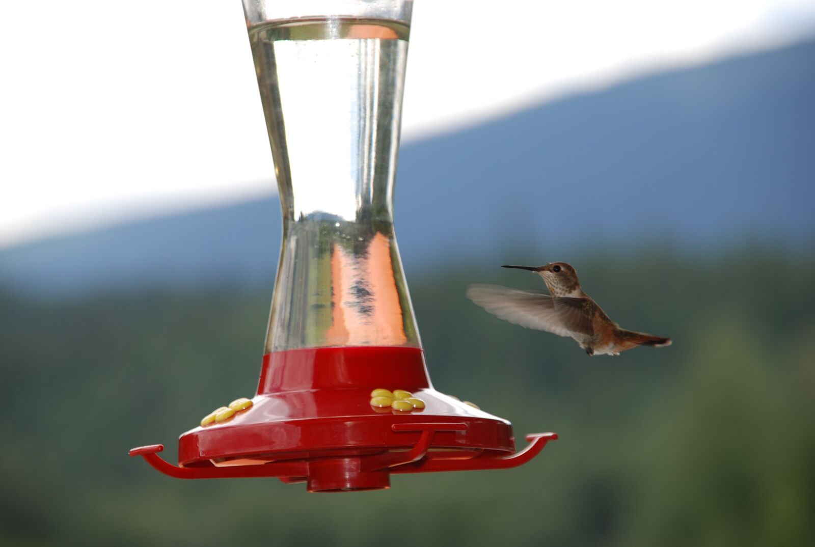 Nikon D80 sample photo. Canada, nature, bird photography