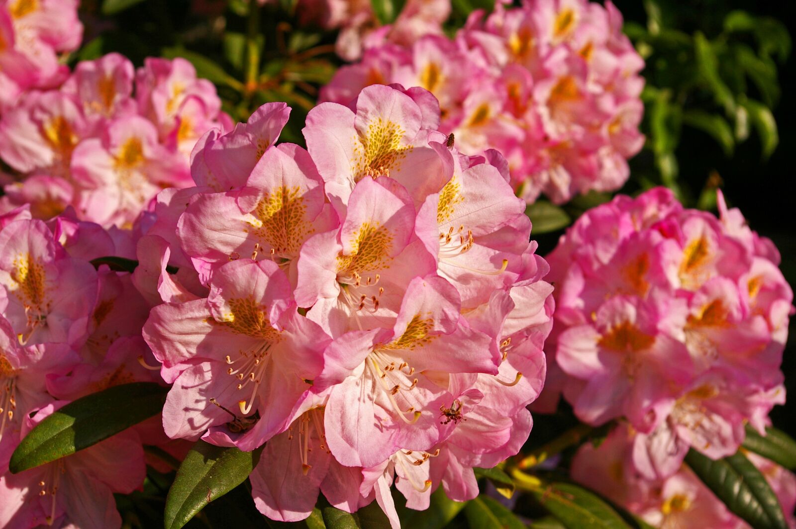 Pentax *ist DL2 sample photo. Rhododendron, garden, blossom photography
