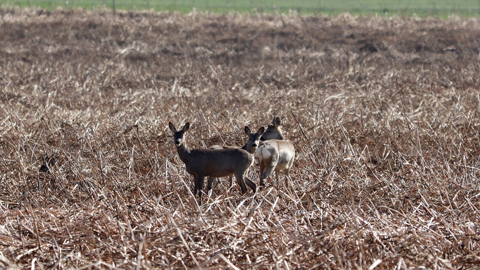 Canon EOS 77D (EOS 9000D / EOS 770D) + Canon EF 70-300 F4-5.6 IS II USM sample photo. Roe deer, wild, nature photography