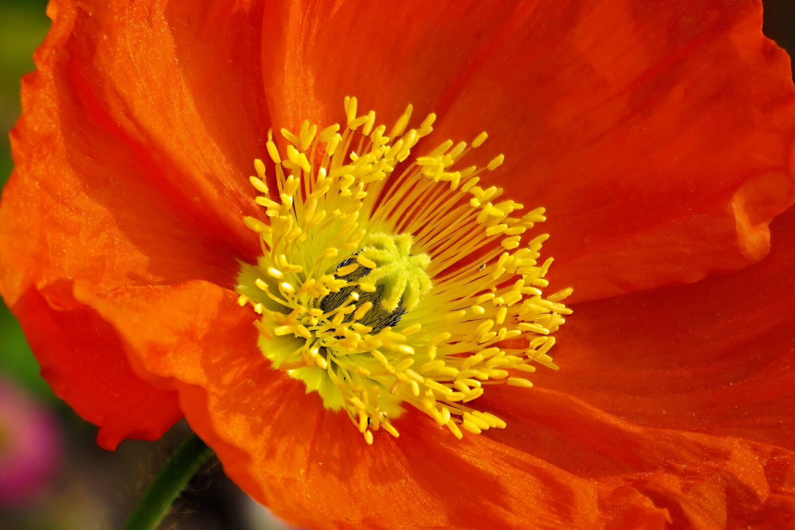 Sony a6300 sample photo. Poppy, flower, red photography