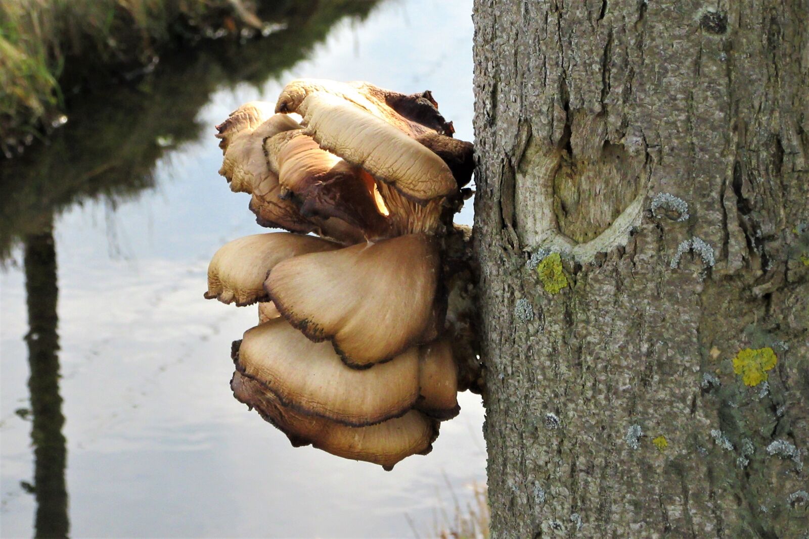 Canon PowerShot SX610 HS sample photo. Fungi, agaric, tree photography
